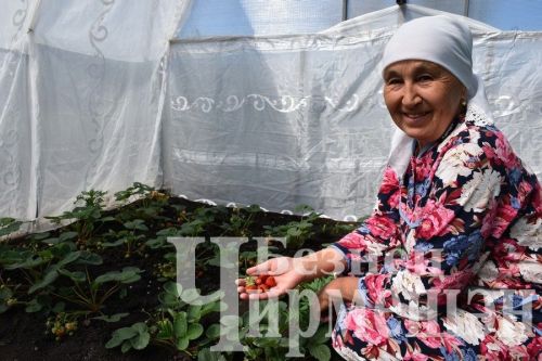 Азат Могыйнов үз хуҗалыгындагы күп эшләрне техникага “йөкләгән”