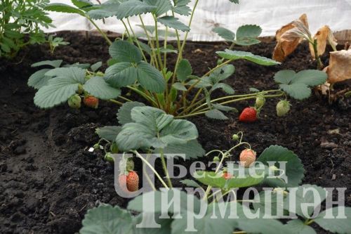 Азат Могыйнов үз хуҗалыгындагы күп эшләрне техникага “йөкләгән”