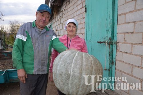 Туймәттән Хәмитовлар 34 килограммлы кабак үстергәннәр