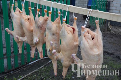 Каз каклау тәртибе