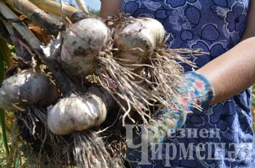 Язын сарымсакны ничек һәм кайчан утыртырга?