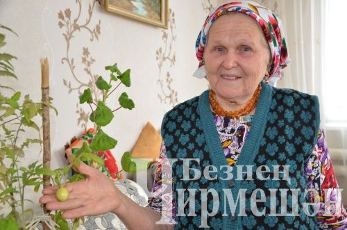 Кармыштан Илсөя Гыймадиеваның помидоры өлгерә
