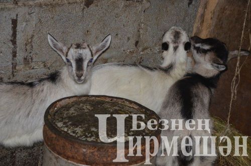 Иске Элмәледән Людмила Калугина көненә 100 килограммлап сөт сата