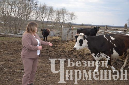Иске Элмәледән Людмила Калугина көненә 100 килограммлап сөт сата