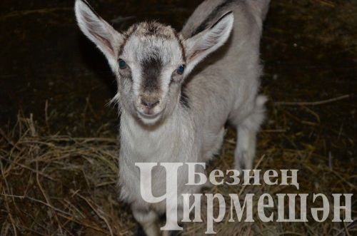 Иске Элмәледән Людмила Калугина көненә 100 килограммлап сөт сата