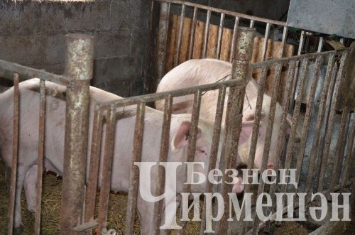 Иске Элмәледән Людмила Калугина көненә 100 килограммлап сөт сата