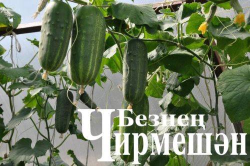 Кыяр әче булмасын өчен нишләргә кирәк?