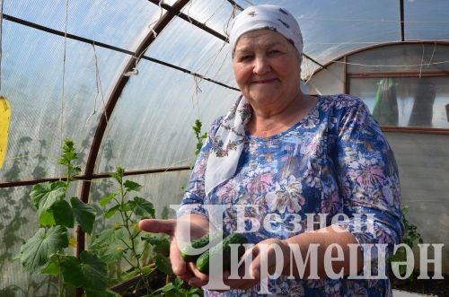 Бәркәтә авылыннан Әлфинур Насретдинованың кыярлары өлгергән