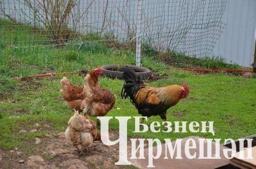 Утыз Имән авылына шәһәрдән күчеп кайткан Дәүләтгәрәевлар “сөт бизнесы” ачкан