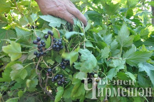 Җыеп бетерерлек түгел: чирмешәнлеләр бакчалардагы уңышка сөенә