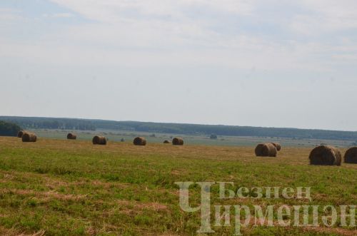 Чирмешән районында бер баш шартлы терлеккә 17,4 центнер азык әзерләнгән
