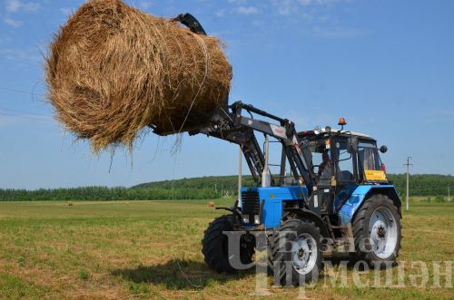 Чирмешән районында бер баш шартлы терлеккә 17,4 центнер азык әзерләнгән
