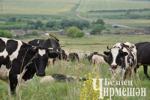 Чирмешән районнында шәхси хуҗалыкларда сөт кимегән