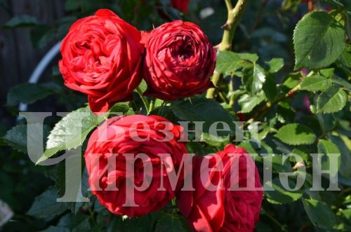 23 июльгә һава торышы