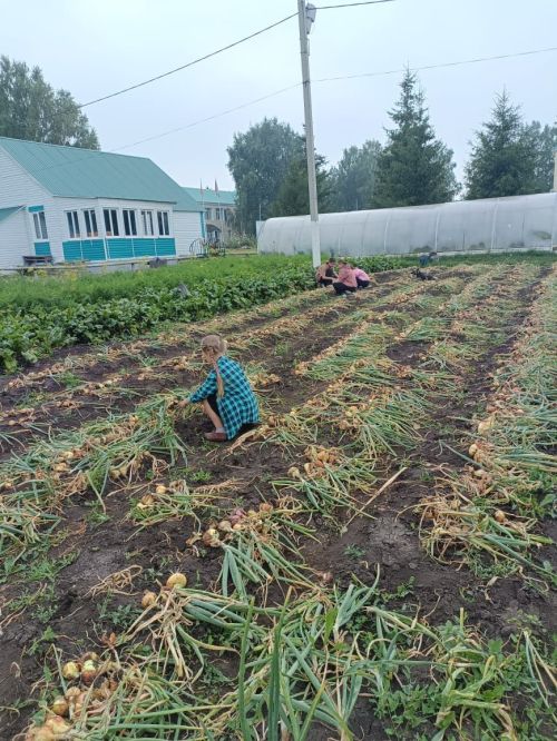 Ивашкино мәктәбе бакчасында үскән җиләк-җимеш, яшелчә сатарга да кала
