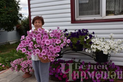 Чирмешәндә яшәүче Гариповлар бакчасында 75 сорт помидор үсә