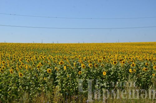 7 августка һава торышы