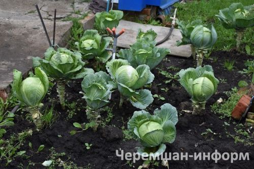 Утыз Имәннән Вәлиуллиннар йортындагы чәчәкләр кышын да “шиңми”