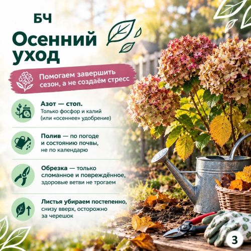 Подготовьте крупнолистную гортензию к зиме правильно