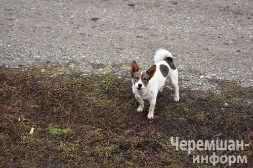 Чирмешәндә эт тешләү очраклары арткан