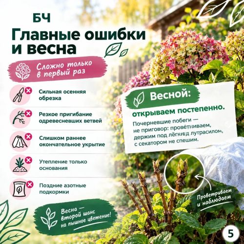 Подготовьте крупнолистную гортензию к зиме правильно