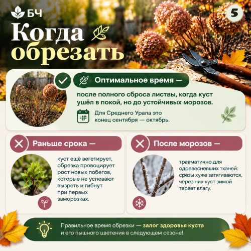 Готовим гортензию метельчатую к холодам