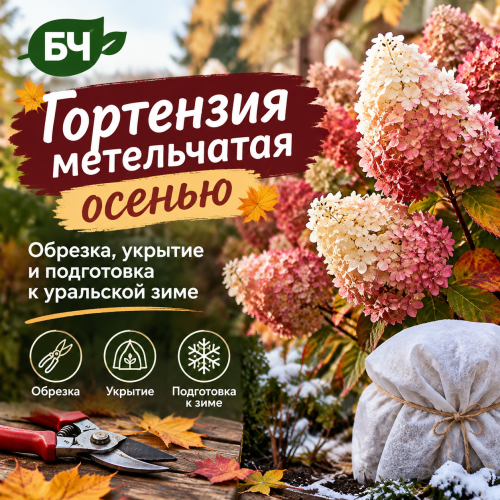 Готовим гортензию метельчатую к холодам