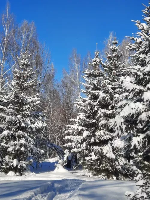 Чирмешәндә кыр кәҗәләре күбәйгән, ә куяннар халыкка якынайган
