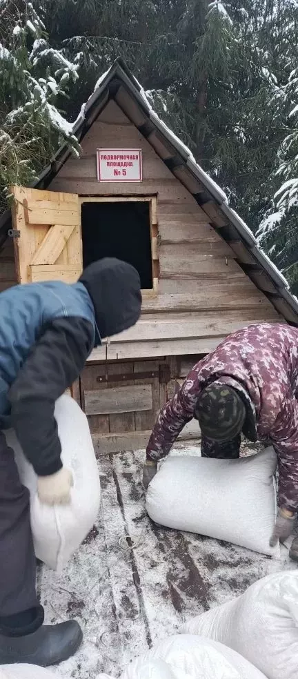 В Черемшане косуль стало больше, а зайцы стали ближе к людям