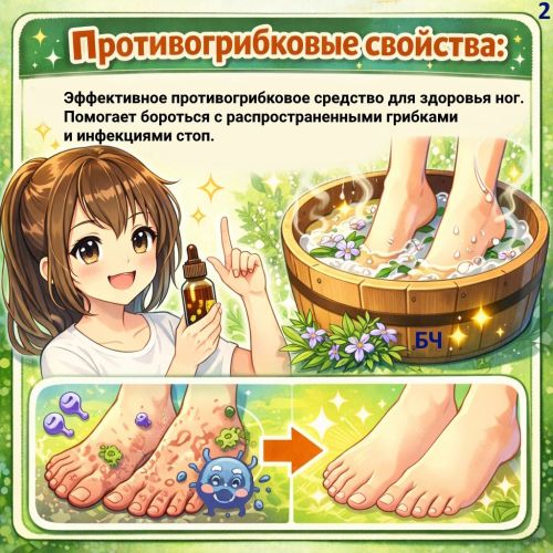 Розмарин (карточки)