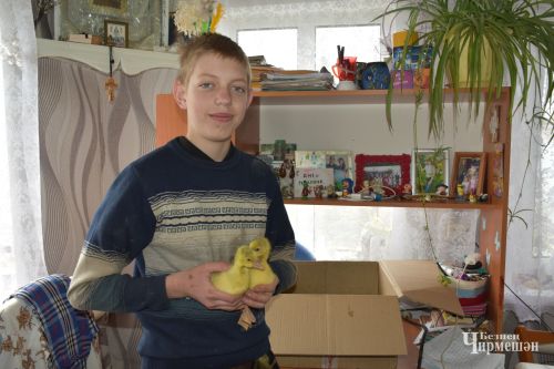 Күтәмә авылыннан 14 яшьлек Володя Семайкин инкубаторда каз бәпкәләре чыгара