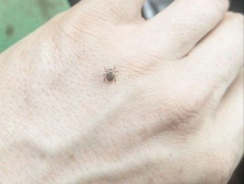 Чирмешән районында талпаннар активлаша