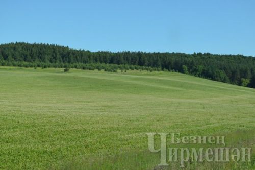 В Татарстане проведено лесовосстановление по нацпроекту «Экологическое благополучие» на площади 1200 гектаров