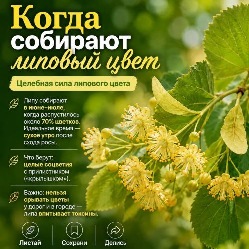 Липа: когда природа дарит волшебство