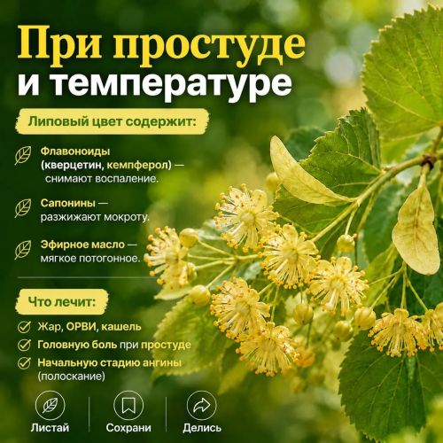 Липа: когда природа дарит волшебство