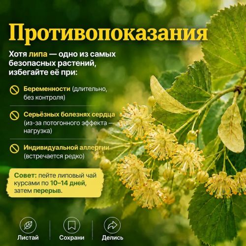 Липа: когда природа дарит волшебство
