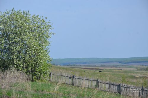 Лагерка авылыннан Наталья Евграфова алты баш сыерын кул белән сава