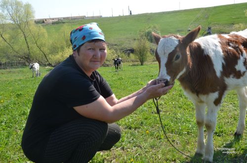 Лагерка авылыннан Наталья Евграфова алты баш сыерын кул белән сава