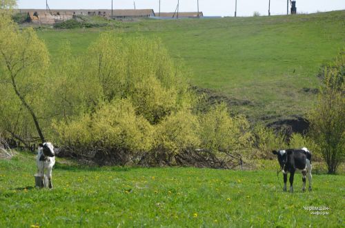 Лагерка авылыннан Наталья Евграфова алты баш сыерын кул белән сава