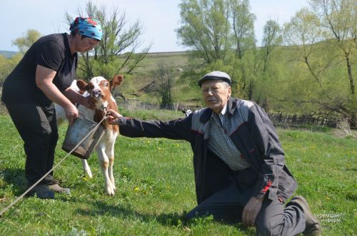 Лагерка авылыннан Наталья Евграфова алты баш сыерын кул белән сава