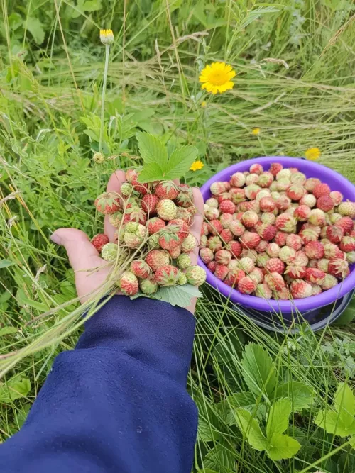 Черемшанцы наслаждаются сбором земляники
