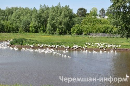 Народные приметы на 3 июня