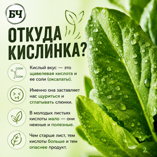 Щавель: польза и вред (карточки)