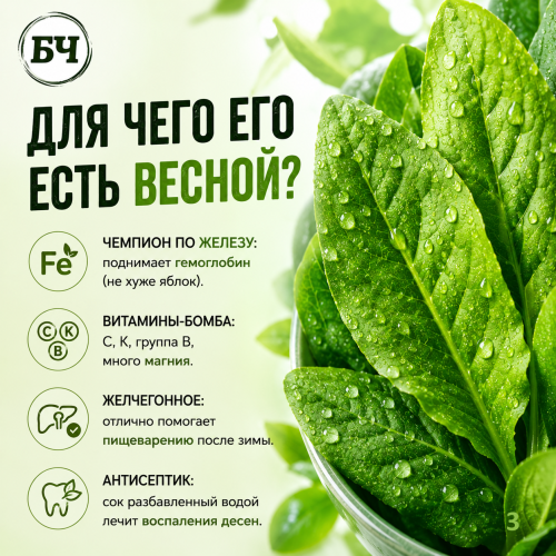 Щавель: польза и вред (карточки)