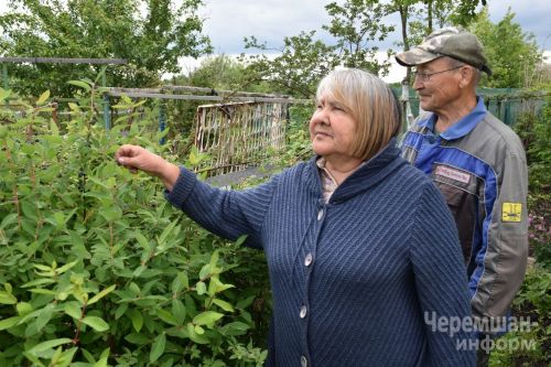 Лашман бакчачылары җәй башыннан кар төшкәнче витаминнар белән сыйлана