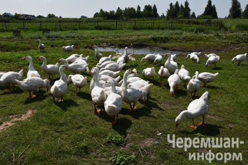Түбән Кәминкәдән Мамедовлар йорты тирәсендә кош тавышы тынмый