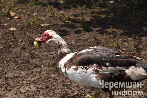 Түбән Кәминкәдән Мамедовлар йорты тирәсендә кош тавышы тынмый