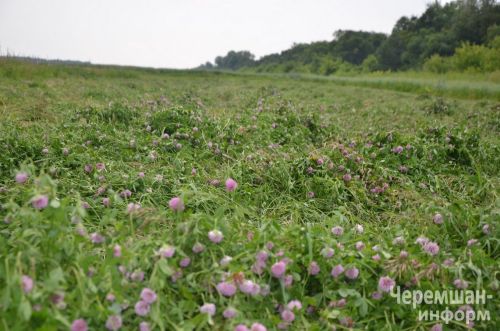 Туймәт фермерының әлегә 80 төргәк яңа печәне бар