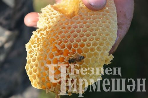 Медовый Спас имеет фиксированную дату и ежегодно отмечается 14 августа