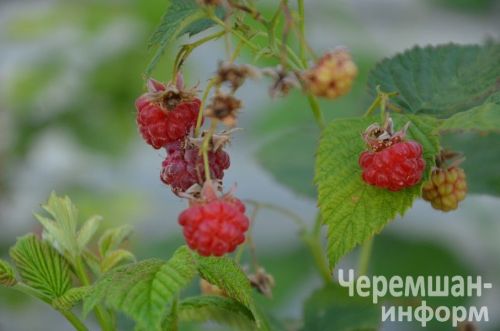 К середине августа обычно завершался последний сбор огурцов